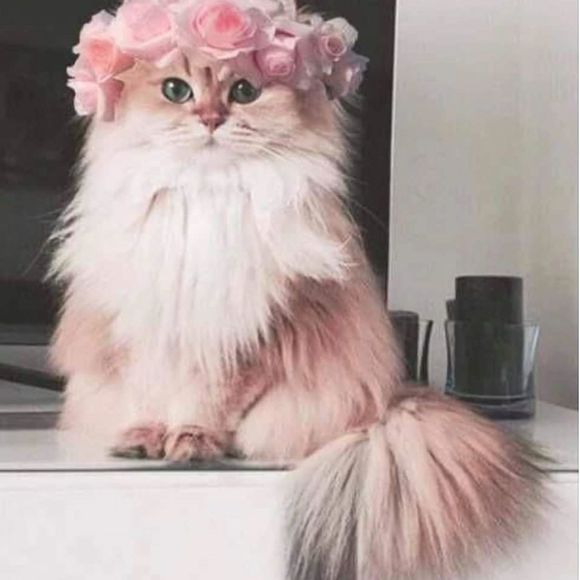 pinkrosedreams